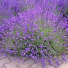 100 PCS Seeds French Provence Lavender Plant Beautiful Flower Plant