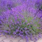 100 PCS Seeds French Provence Lavender Plant Beautiful Flower Plant