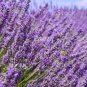 100 PCS Seeds French Provence Lavender Plant Beautiful Flower Plant
