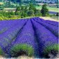 100 PCS Seeds French Provence Lavender Plant Beautiful Flower Plant
