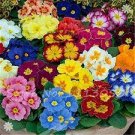 100 PCS Seeds Fresh Evening Primrose Bonsai Seedlings Perennial Beautiful Europe Primula Flower