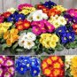 100 PCS Seeds Fresh Evening Primrose Bonsai Seedlings Perennial Beautiful Europe Primula Flower