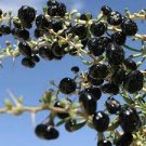 20 PCS Seeds Fresh Feral Organic Black Goji Berry Herbs