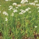 50 PCS Seeds Fresh Garlic Chives Seeds Allium Tuberosum Chinese Chives 50 PCS Seeds Fresh Garlic Chives Seeds Allium Tuberosum Chinese Chives