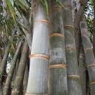 100 PCS Seeds Fresh Giant Bamboo Seeds Dendrocalamus Giganteus