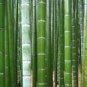100 PCS Seeds Fresh Giant Bamboo Seeds Dendrocalamus Giganteus