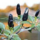 20 PCS Seeds Fresh Hungarian Black Hot Chili Pepper Capsicum fruitescens 20 PCS Seeds Fresh Hungarian Black Hot Chili Pepper Capsicum fruitescens
