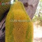 5 PCS Seeds Fresh Jackfruit Fruit