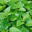 40 PCS Seeds Fresh Lemon Mint Herbs Balm Heirloom 40 PCS Seeds Fresh Lemon Mint Herbs Balm Heirloom