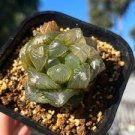 50 PCS Seeds Fresh Real Haworthia cooperi Baker Plant