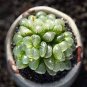 50 PCS Seeds Fresh Real Haworthia cooperi Baker Plant