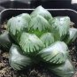 50 PCS Seeds Fresh Real Haworthia cooperi Baker Plant