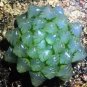 50 PCS Seeds Fresh Real Haworthia cooperi Baker Plant