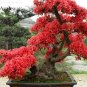 50 PCS Seeds Fresh Rose Red Zalea Rhododendron