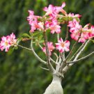 20 PCS Seeds Fresh Seeds Adenium Obesum Desert Roses