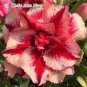 20 PCS Seeds Fresh Seeds Adenium Obesum Desert Roses