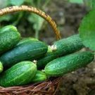 10 PCS Seeds Fruit Cucumber Straight Refreshing Vegatable