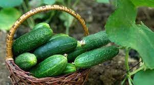 10 PCS Seeds Fruit Cucumber Straight Refreshing Vegatable