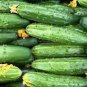 10 PCS Seeds Fruit Cucumber Straight Refreshing Vegatable
