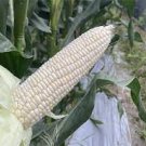 10 PCS Seeds Fruits and Vegetables Silver Glutinous Corn Seed White Waxy Corn