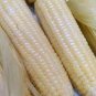 10 PCS Seeds Fruits and Vegetables Silver Glutinous Corn Seed White Waxy Corn