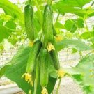 20 PCS Seeds Fruits Cucumber Vegetables 20 PCS Seeds Fruits Cucumber Vegetables