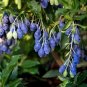 20 PCS Seeds Fruits Goji Coffee Pineberry Grape Water Melon Vegetables
