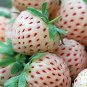 20 PCS Seeds Fruits Goji Coffee Pineberry Grape Water Melon Vegetables