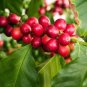 20 PCS Seeds Fruits Goji Coffee Pineberry Grape Water Melon Vegetables