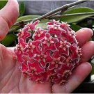 100 PCS Seeds Fuchsia Ball Orchid Bonsai Hoya Carnosa Flores Potted 100 PCS Seeds Fuchsia Ball Orchid Bonsai Hoya Carnosa Flores Potted