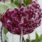 100 PCS Seeds Fuchsia Ball Orchid Bonsai Hoya Carnosa Flores Potted