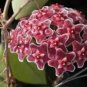 100 PCS Seeds Fuchsia Ball Orchid Bonsai Hoya Carnosa Flores Potted