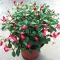 200 PCS Seeds Fuchsia Bonsai Garden Balcony Lanterns Flowers