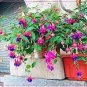100 PCS Seeds Fuchsia Bonsai Hanging Flowers