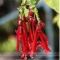 100 PCS Seeds Fuchsia Bonsai Hanging Flowers