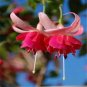 200 PCS Seeds Fuchsia Bonsai Garden Balcony Lanterns Flowers