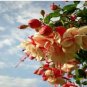 200 PCS Seeds Fuchsia Bonsai Garden Balcony Lanterns Flowers