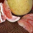 12 PCS Seeds Fu'jian Big Sweet Red Grapefruit Hybrid