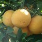 12 PCS Seeds Fu'jian Big Sweet Red Grapefruit Hybrid