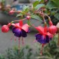 50 PCS Seeds Fuchsia Lanterns Flower Bonsai Indoor Balcony Living