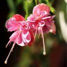 200 PCS Seeds Fuchsia Seeds Rose Red White Double Flowers