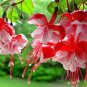 200 PCS Seeds Fuchsia Seeds Rose Red White Double Flowers