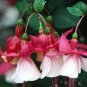 200 PCS Seeds Fuchsia Seeds Rose Red White Double Flowers