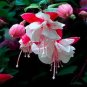 200 PCS Seeds Fuchsia Seeds Rose Red White Double Flowers