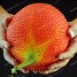 10 PCS Seeds Gac Fruit Seeds Momordica Cochinchinensis
