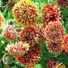 30 PCS Seeds Gaillardia Pulchella Sundance Seeds Beautiful Blanket Flower 30 PCS Seeds Gaillardia Pulchella Sundance Seeds Beautiful Blanket Flower