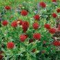 30 PCS Seeds Gaillardia Pulchella Sundance Seeds Beautiful Blanket Flower
