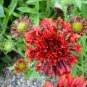 30 PCS Seeds Gaillardia Pulchella Sundance Seeds Beautiful Blanket Flower