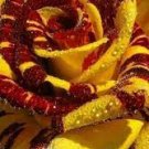 20 PCS Seeds Gannan Yellow Red Rose Shrub Flower 20 PCS Seeds Gannan Yellow Red Rose Shrub Flower