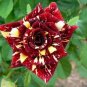20 PCS Seeds Gannan Yellow Red Rose Shrub Flower